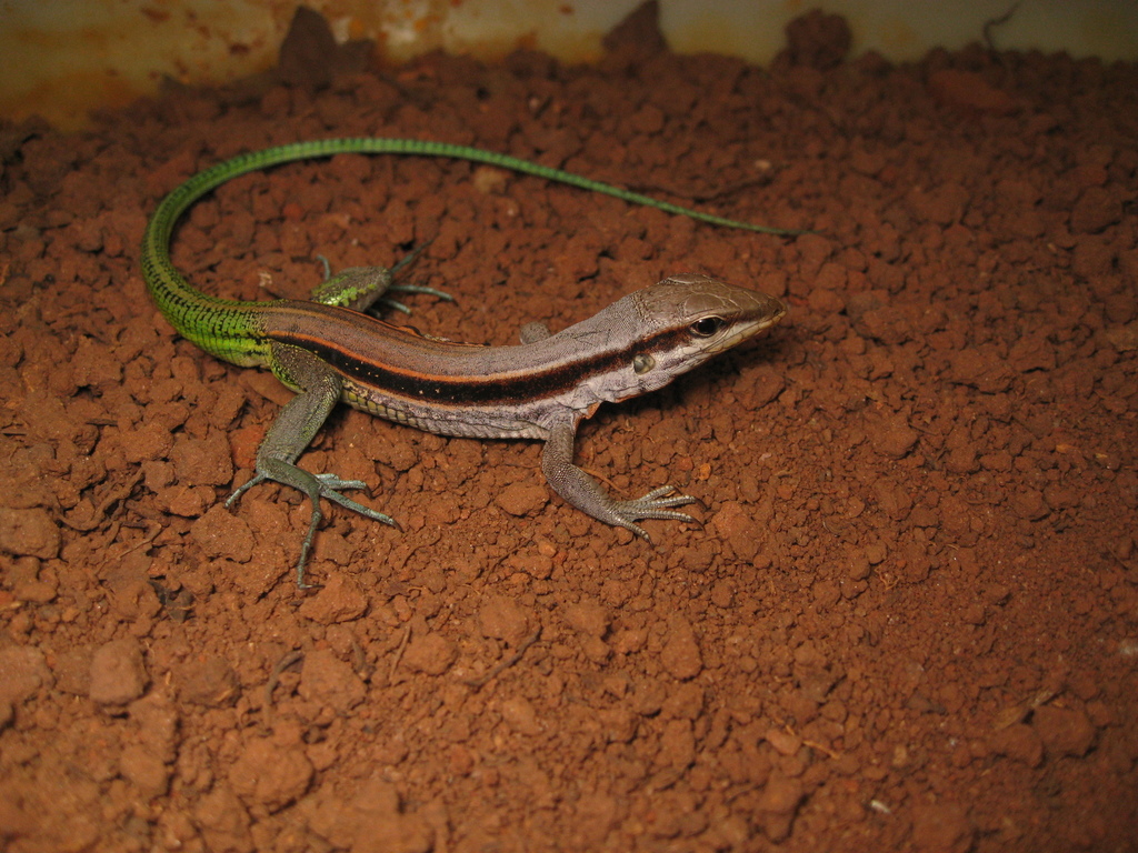 Bahian Sand Dune Lizard