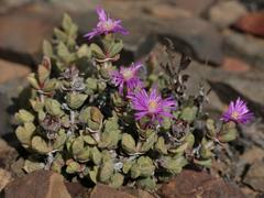 Braunsia stayneri