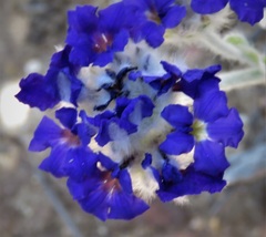 Dampiera eriocephala