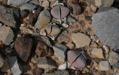 Didymaotus lapidiformis