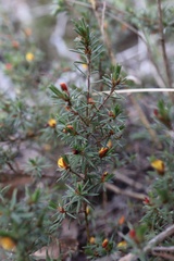 Pultenaea tenuifolia