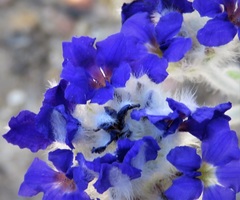 Dampiera eriocephala