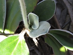 Dampiera eriocephala