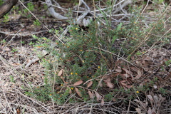 Pultenaea tenuifolia