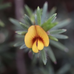 Pultenaea tenuifolia