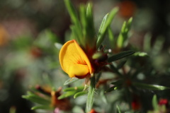 Pultenaea tenuifolia