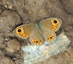 Lasiommata schakra