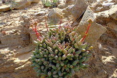 Crassula brevifolia