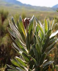 Protea coronata