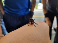 Prismognathus formosanus