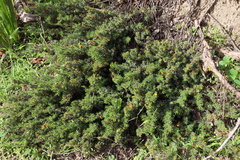 Pultenaea tenuifolia