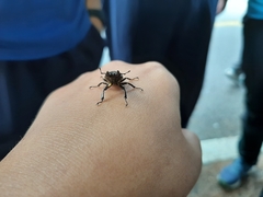 Prismognathus formosanus