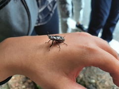 Prismognathus formosanus