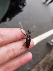 Prismognathus formosanus