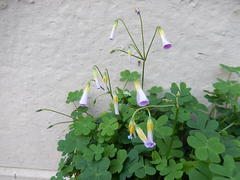 Oxalis caprina