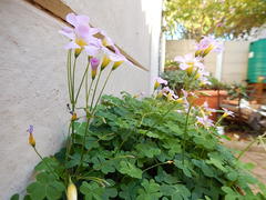 Oxalis caprina
