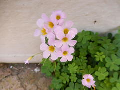 Oxalis caprina