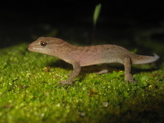 Gymnodactylus darwinii