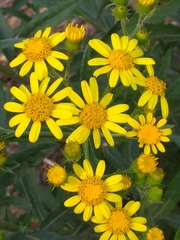 Senecio grisebachii
