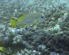 Plectorhinchus chrysotaenia