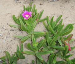 Carpobrotus dimidiatus
