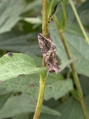 Ctenoplusia oxygramma