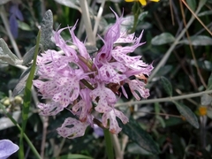 Neotinea tridentata commutata