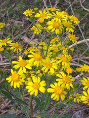Senecio grisebachii