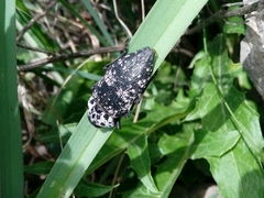 Capnodis cariosa