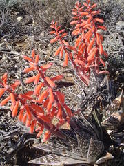 Gonialoe variegata