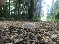 Fungi