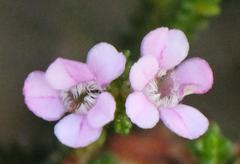 Euchaetis albertiniana