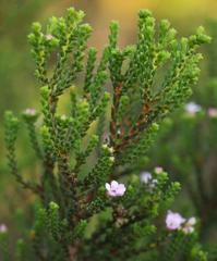 Euchaetis albertiniana