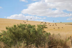 Euplectes progne progne