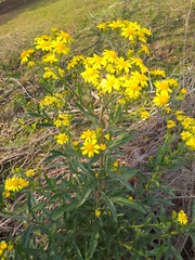 Senecio grisebachii