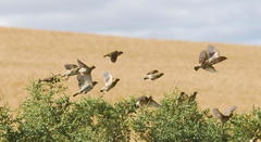 Euplectes progne progne