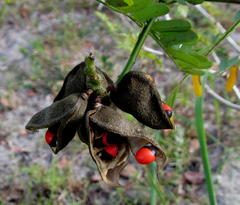 Abrus precatorius africanus