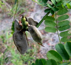 Abrus precatorius africanus