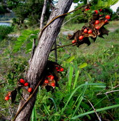 Abrus precatorius africanus