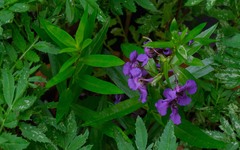Angelonia