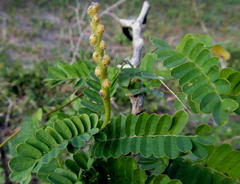 Abrus precatorius africanus