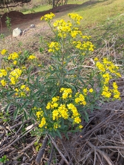 Senecio grisebachii