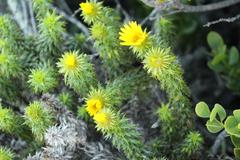 Cullumia carlinoides