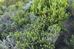 Cullumia carlinoides