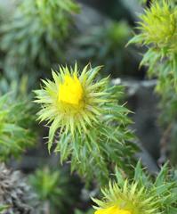 Cullumia carlinoides