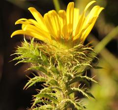 Cullumia carlinoides