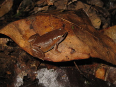 Hamptophryne boliviana