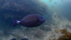 Prionurus microlepidotus