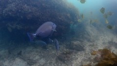 Prionurus microlepidotus