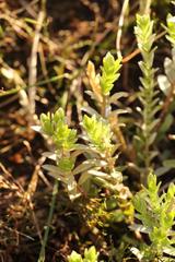 Gnidia chrysophylla